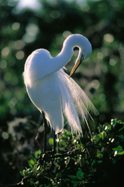 ..::Egret::..